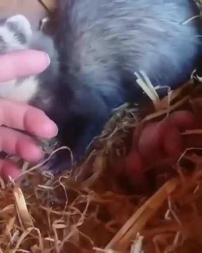 Пошли чо покажу