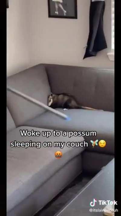 The way the possum left the house is so polite