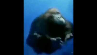 Estou tão feliz de estar vivo e poder presenciar maravilhas como essas.