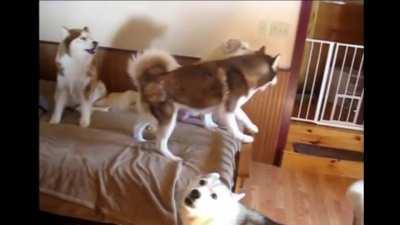 Dogs (that's the animals)