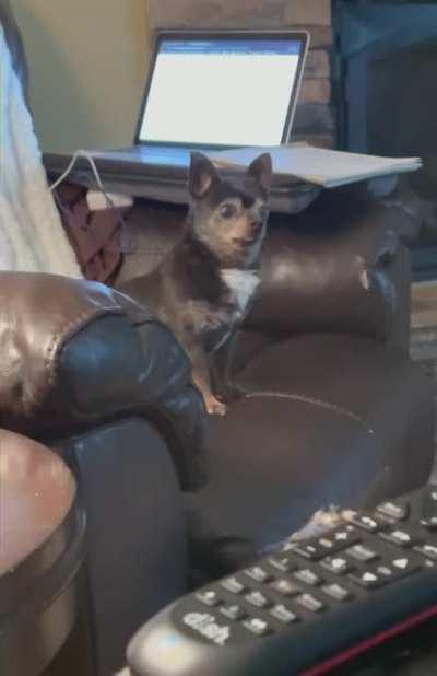 Chihuahua has a weird bark... I'm laughing so hard but it's so damn cute 😂🤣😂🤣😂🤣