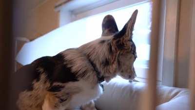 A few people asked to see Wolfgang going up to his loft so I made a quick vid!