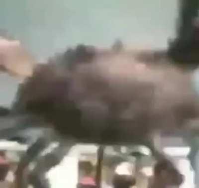 Se le ve fresco la cangrejo