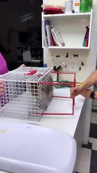 How a veterinarian handles angry cats.