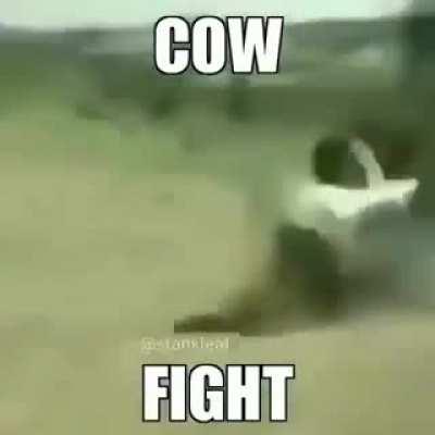 ur uncle vs my uncles cow