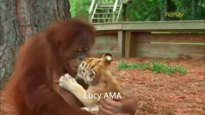 We've had a very eventful week, Apes.