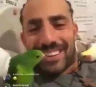 Papagaio intrometido 