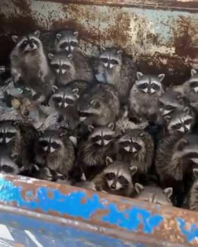 Raccoongregation in a dumpster