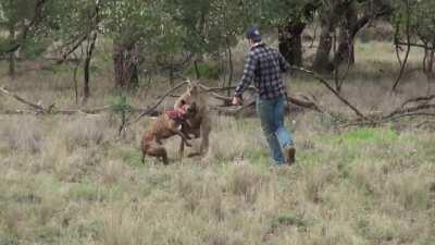 The 'roo deserved it