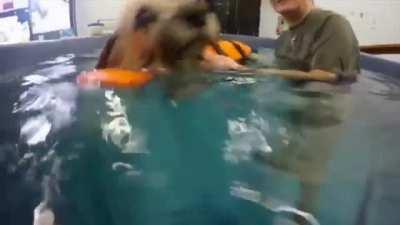 Educating canines on how to perform aquatic motion