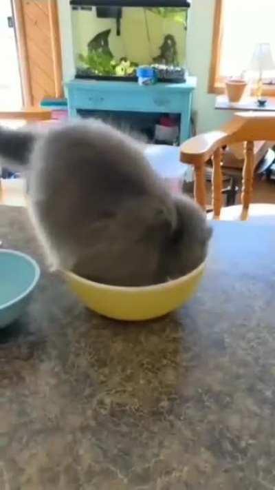 Comfy Bowl