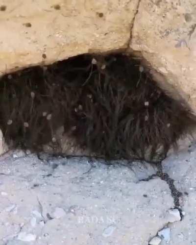 Cluster of Daddy Longlegs