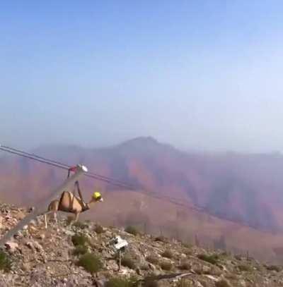 Just a camel going down a zip line 