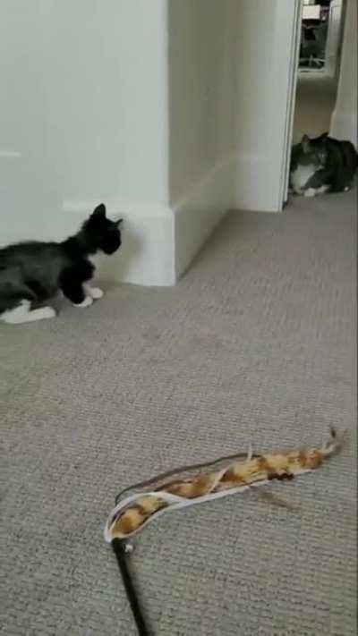 Our cat won't let the new kitten out of this room.