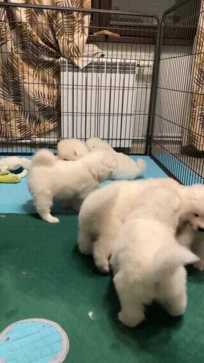 you won't see something cute and fluffy today