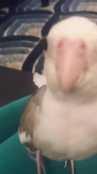 Googly-eyed chicken 🐓👽