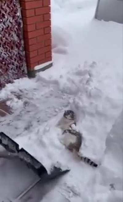 Kitty enjoying the snow