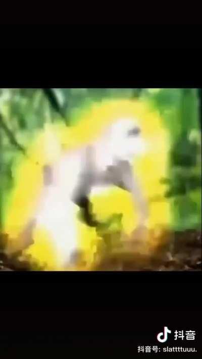 Moldy Banana Cube to Ape Cube