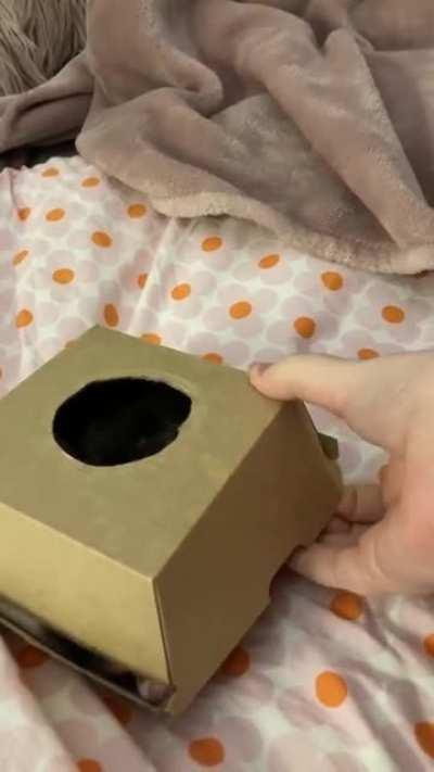 They like to be close 🥺