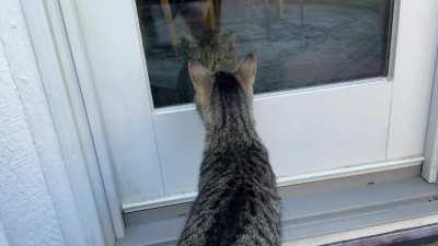 Outdoor cat, NMC, Indoor cat is gary, my cat.