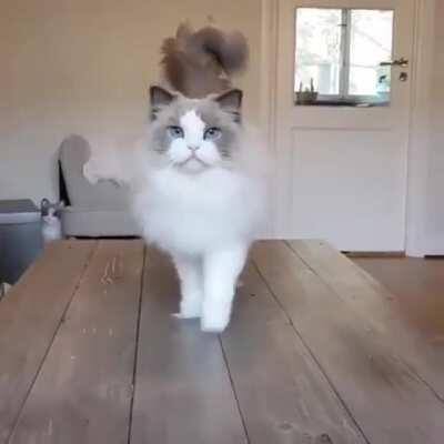 The Fluffiest Princess