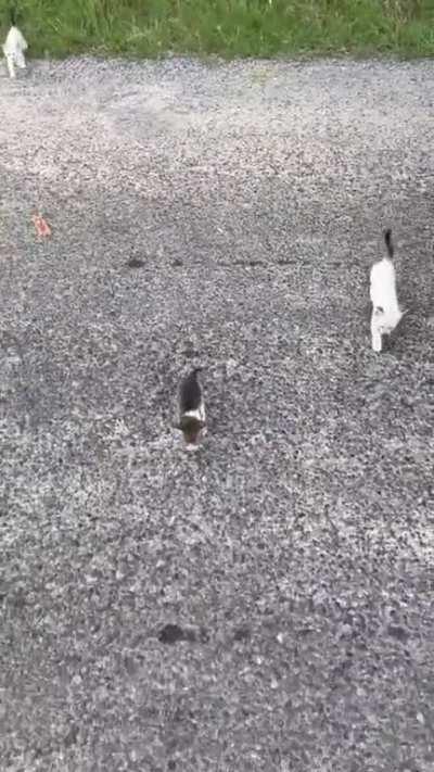 Hardly a few weeks old and these kittens are already employing peak psychological warfare 😅