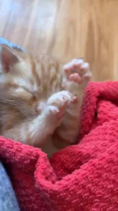 My kitten making sleep biscuits