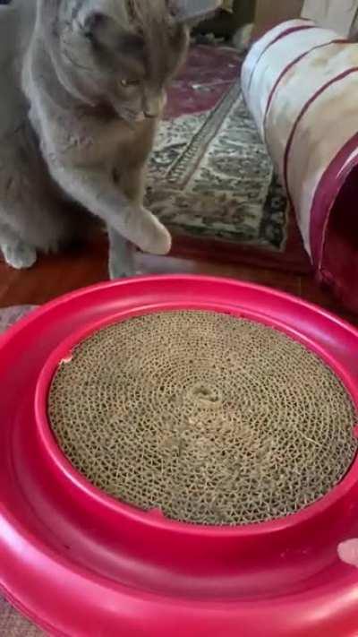 This ball will never get past me hooman