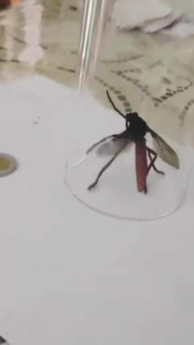 Wtf is this bug?!