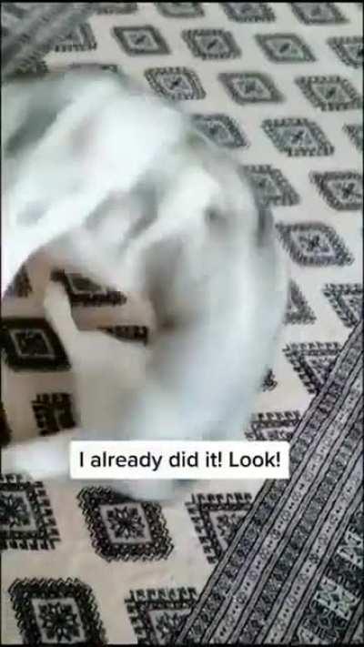 HUSKY Throws a Tantrum When I Tell Her to Roll Over!