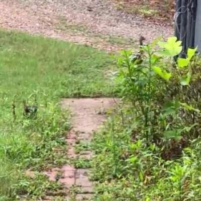 Ever see Emu zoomies?