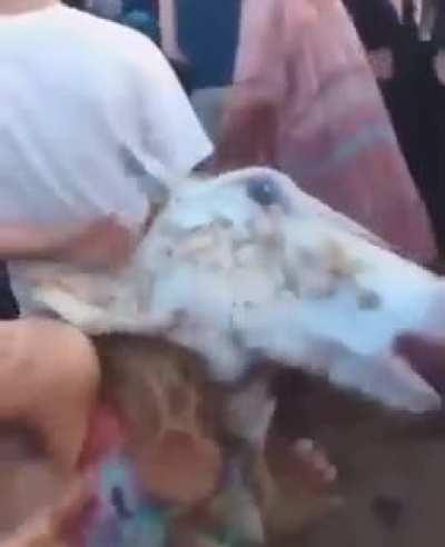 What...what did I just watch?