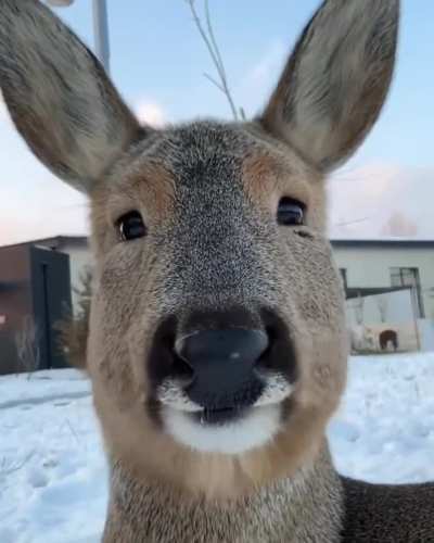 He's just a chill guy