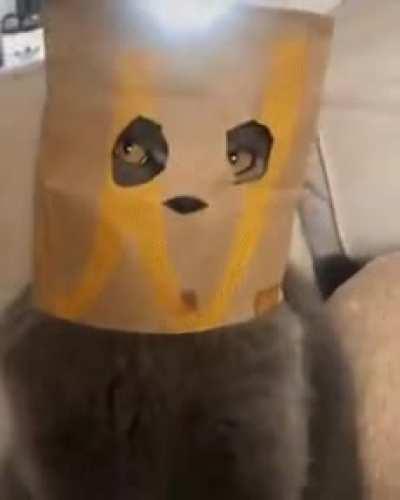 My boss is an idiot..