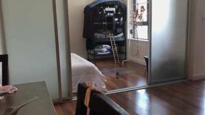 My old couple having a birb argument. Zoe just wants to go home. Jerry really wants the spaghetti.