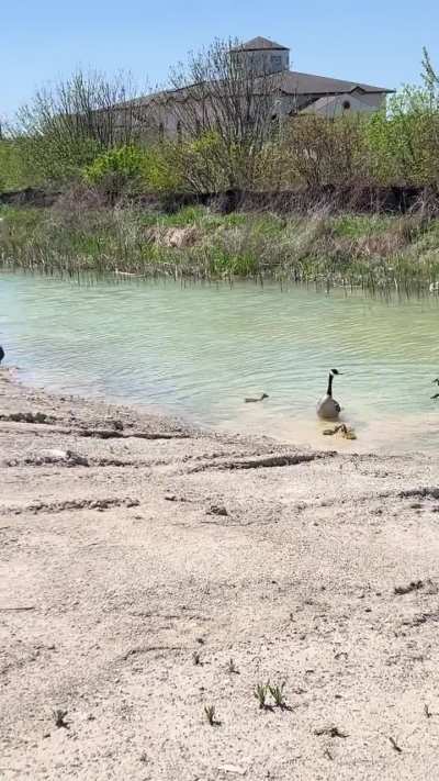 Goose mayhem on the construction site
