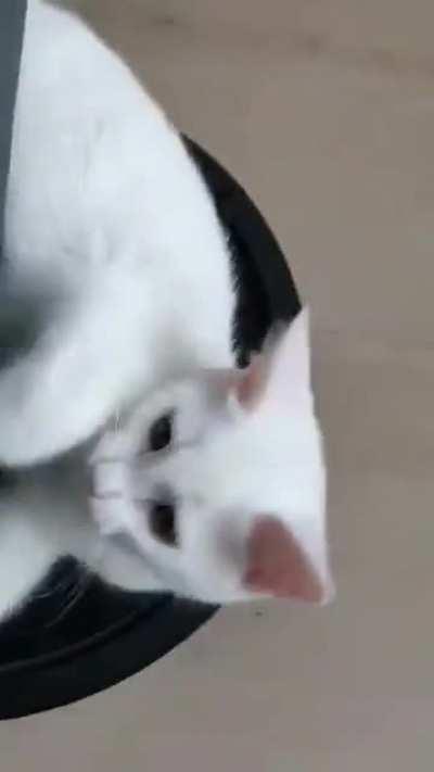 I knew getting a Roomba would be worth!