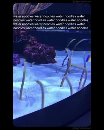 Forbidden sea noodles