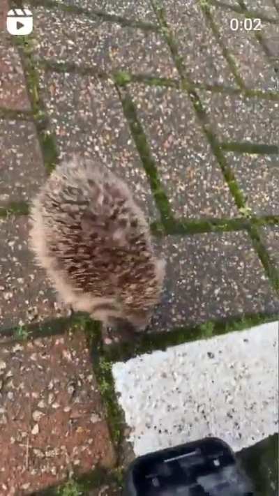 Ele dançandinho 🤏