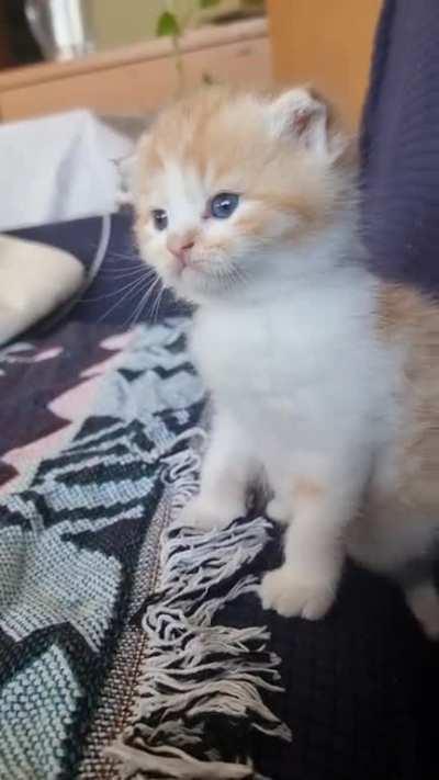 Part 2: Empawire strikes back