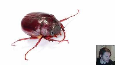 Little Jeremy sees a bug for the first time of his life (wholesome)