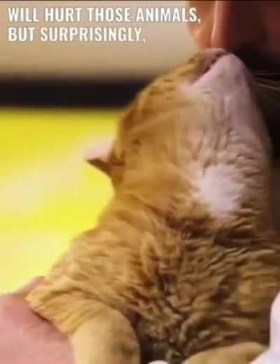 Prisoners allowed to adopt cats: The idea behind this initiative is to take animals from a cat shelter and place them in the correctional facility so inmates could take care of them. The program quickly proved to be beneficial for both the adorable cats a