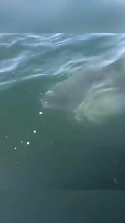 We’re going to need a bigger boat