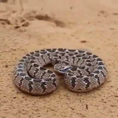 🔥 snake trying to scare the camera