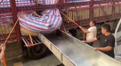 to use a shute to unload a truck full of fish