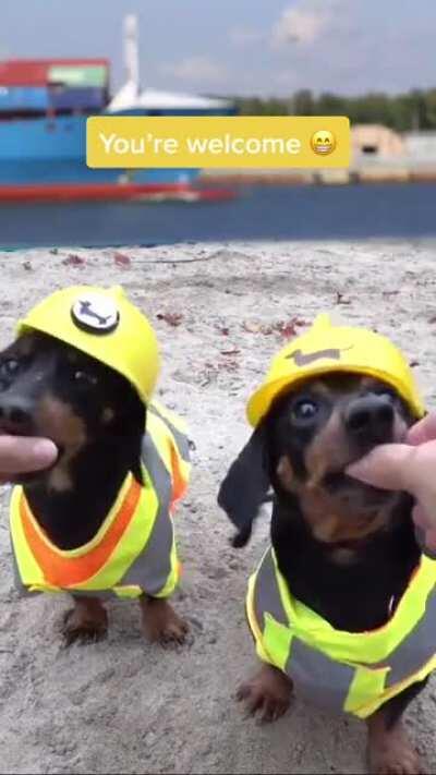 Dogs save the universe