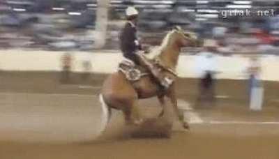 What in equestrian deceleration?!