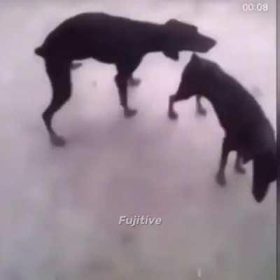 I am banned from Saudi Arabian Airlines for