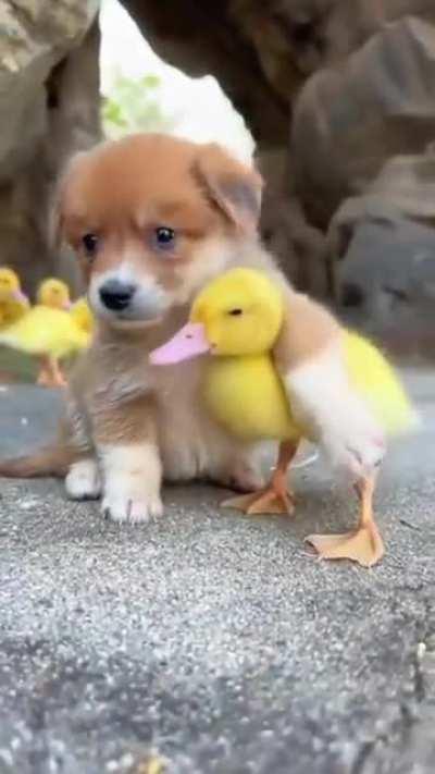 🐶🐕🫶🏼🫰🏼💕