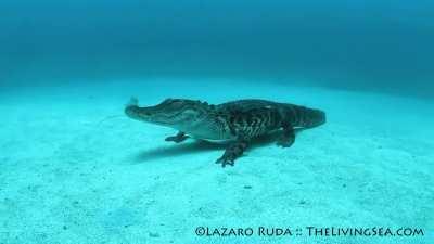 American alligators are primarily freshwater reptiles, however, they can tolerate saltwater for hours or even days at a time. A diver encountered this alligator resting on the seafloor of the Atlantic ocean in 60 feet of water off the coast of West Palm B